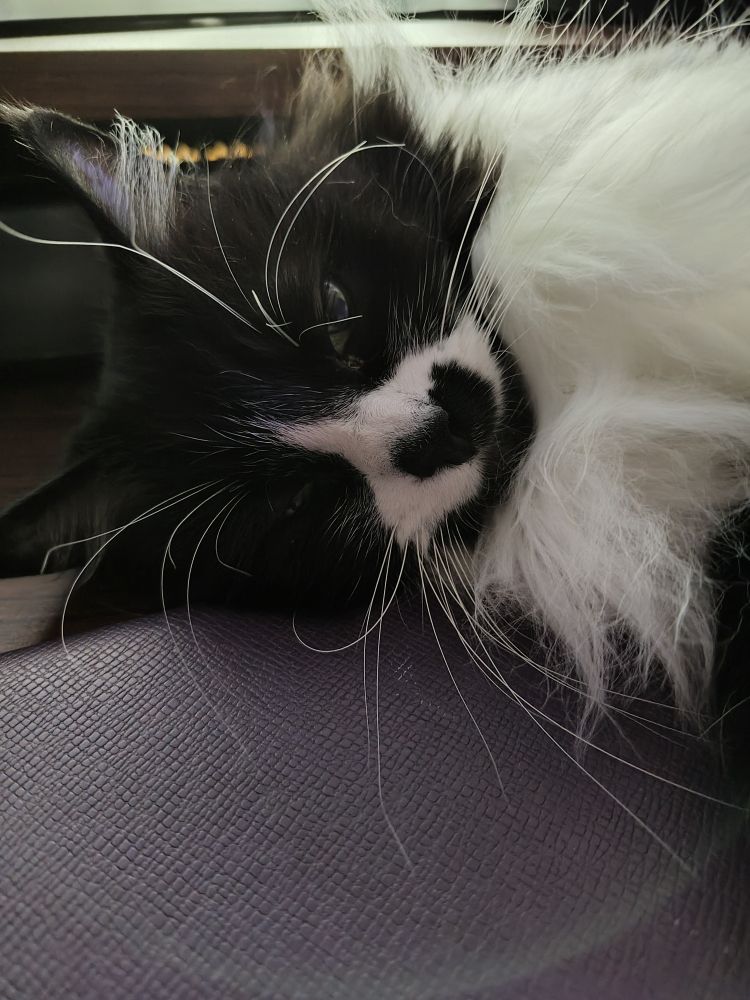 Close up of the fluffy Tuxedo cat. She has epic white whiskers and ear tufts. She is snuggling with a Kindle in a purple case .