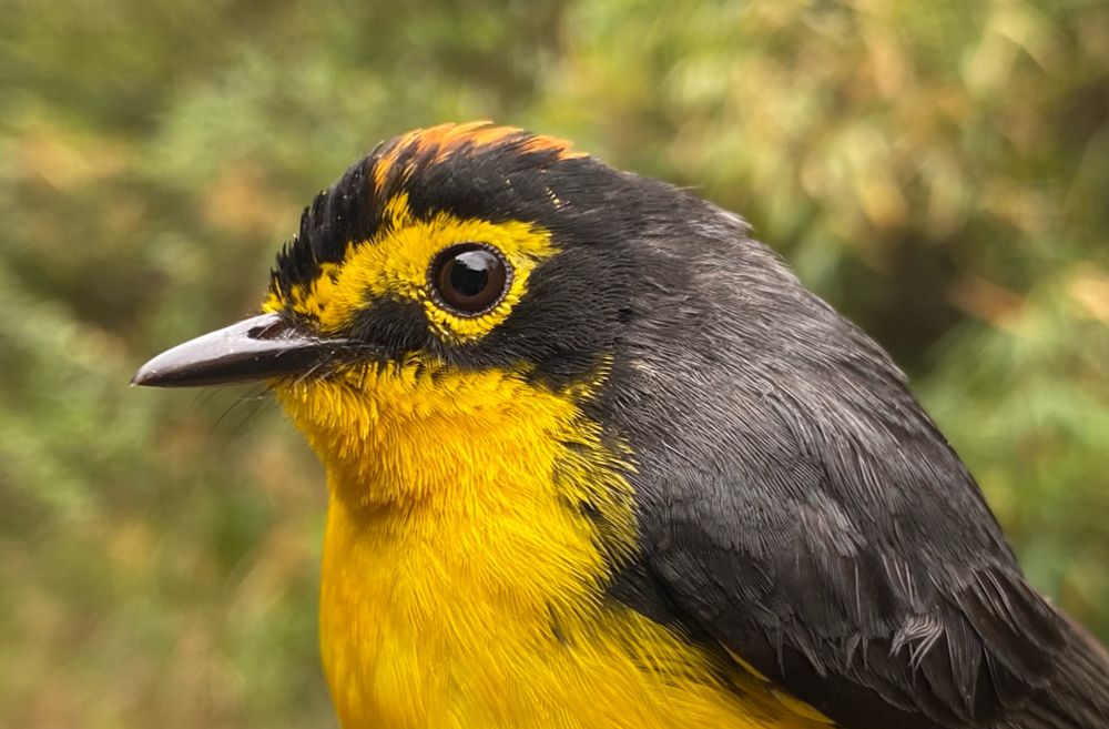 Ecuadorian Redstart/Whitestart
Myioborus bairdi