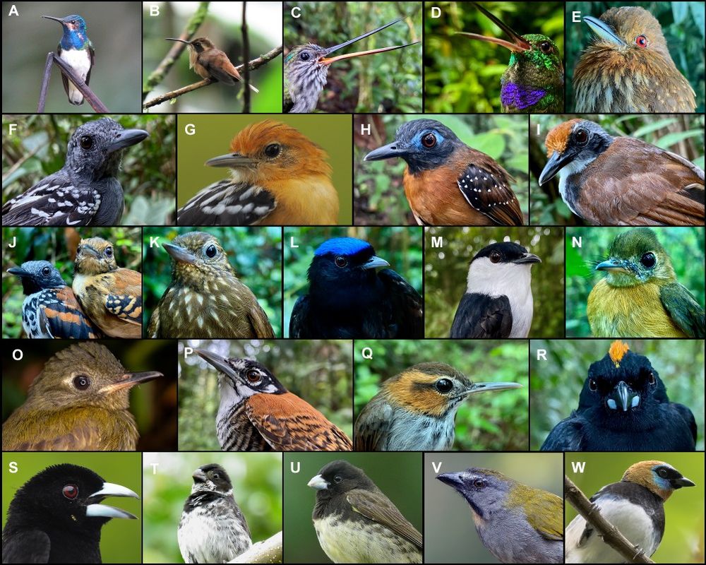 from my PhD student manuscript submitted to Evolutionary Ecology. Natalia Pérez-Amaya et al.