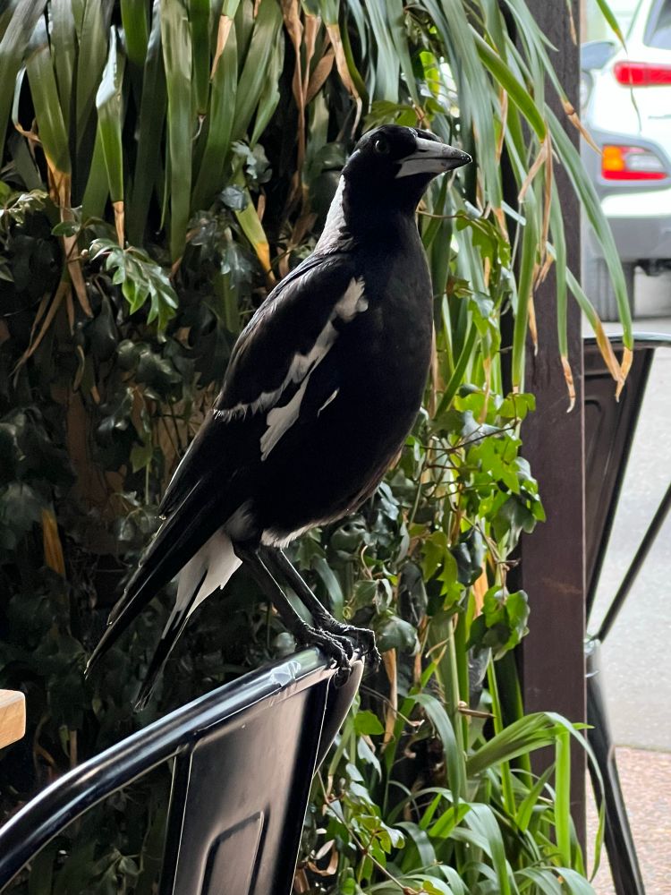 A large black and white bird with a long bill perched on the back of a cafe chair and peering toward the camera.