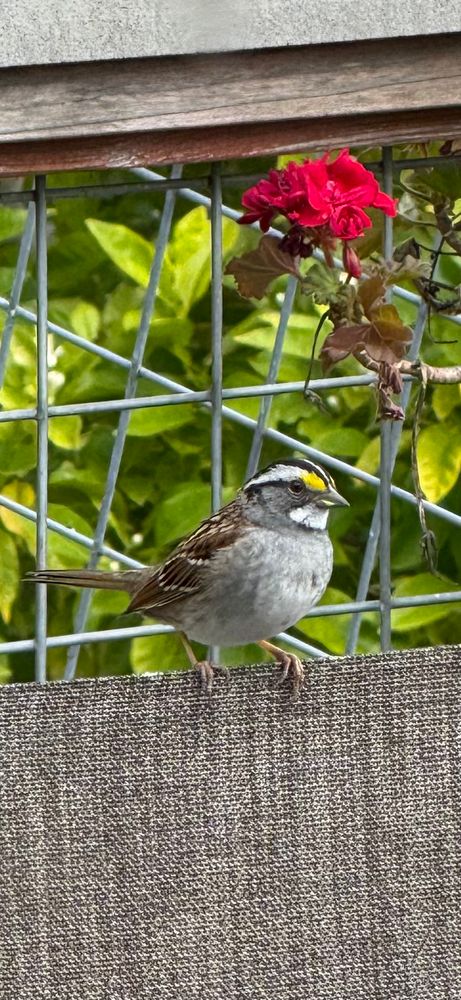 A sparrow sitting on a chair back in front of a hogwire fence mostly in profile. It has a bright black and white striped crown (white-striped variety) with a yellow lore) and a bright white throat slightly edged in black. One red-pink geranium flower is above its head and citrus leaves are behind the fence in back.