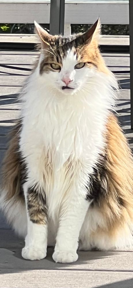 Big furry cat with white ruff with a slight sneer and ears slanted outward