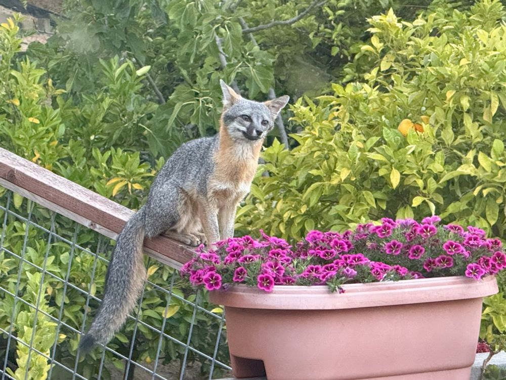 Small gray fox with the classic salt-and-pepper coat and red chest sitting on the cross rail of a hog wire fence just behind an oval flowerpot filled with pink blossoms. Its head is cocked a little to the side and it has a slight grin.  Its ears are swiveled back and to the side towards airplane mode.  Its long furry tail is hanging over the fence toward the viewer.