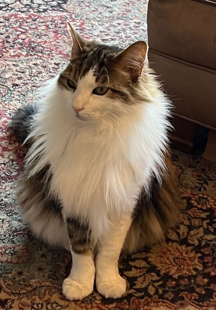 A brown and white furry tabby with a white ruff sits on a rug with his white paws neatly in front of him and looking to the side