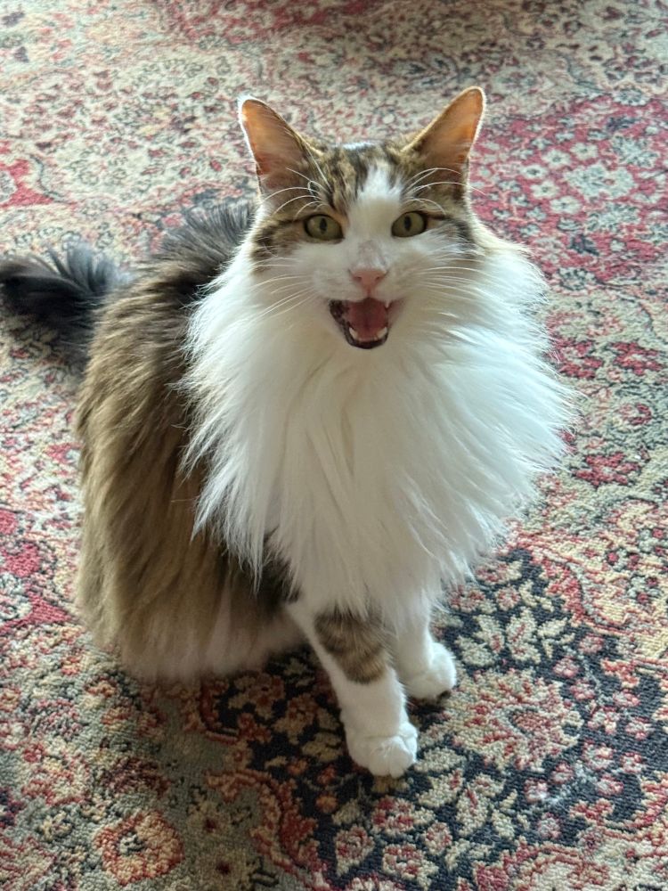 A very furry white and mackerel tabby cat with a huge white ruff is sitting on a patterned rug looking into the camera with his mouth open yowling 