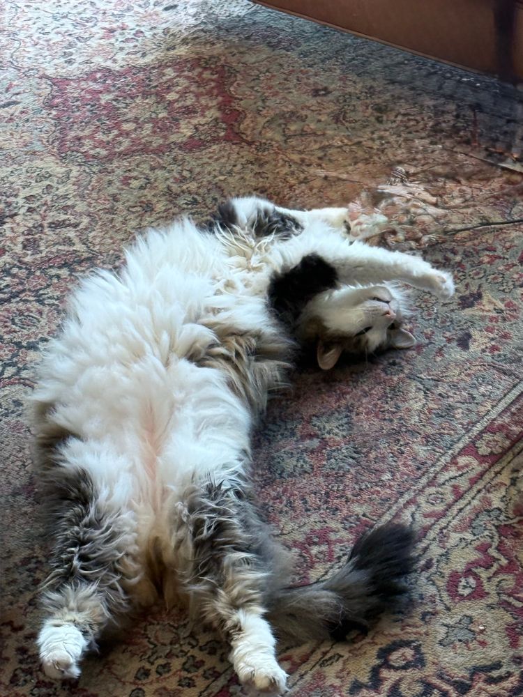 Very furry white cat with tabby markings is on his back on a red patterned rug stretching out luxuriantly with rear toes in a point and front paws over his head, with his upper half curved in a “C” pattern.