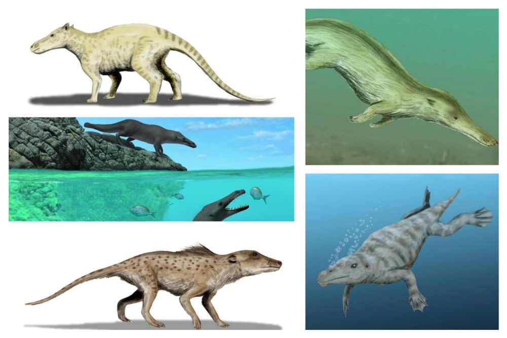 The creatures, which ranged in size from that of a fox to more than 50 feet long, divided their time between the coast and the water
