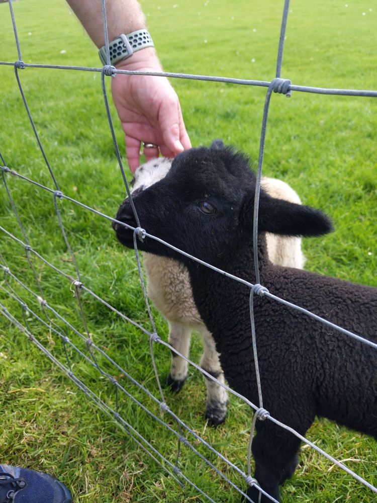 Black baby Lamb