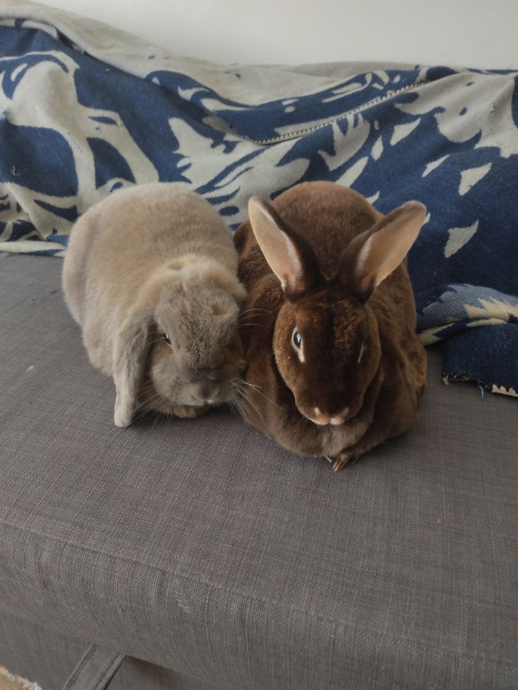 Grey lop and brown rex rabbit loafing on a grey couch, blue blanket in background 