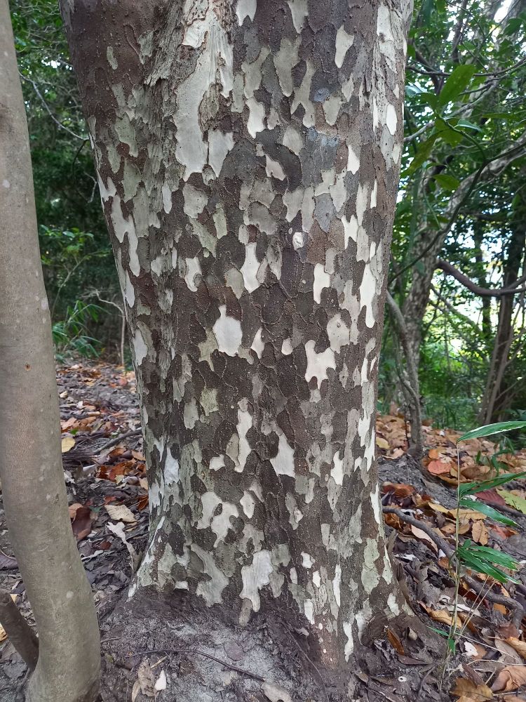 The mottled bark of a crepe-myrtle tree.
