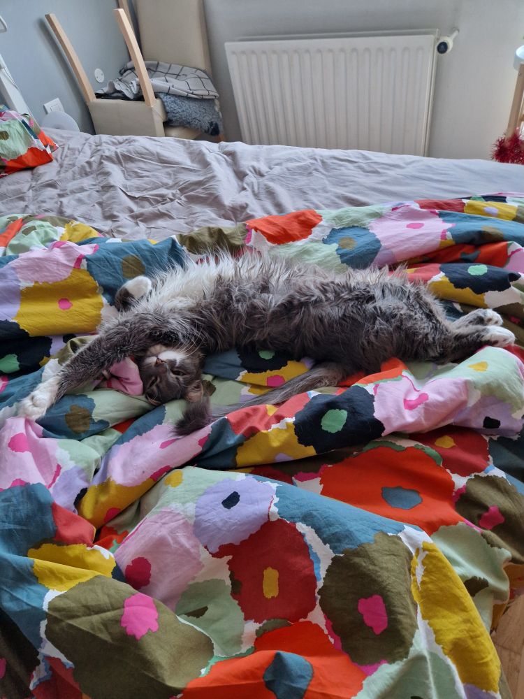 Fluffy grey and white gremlin (cat) stretching out on a bed