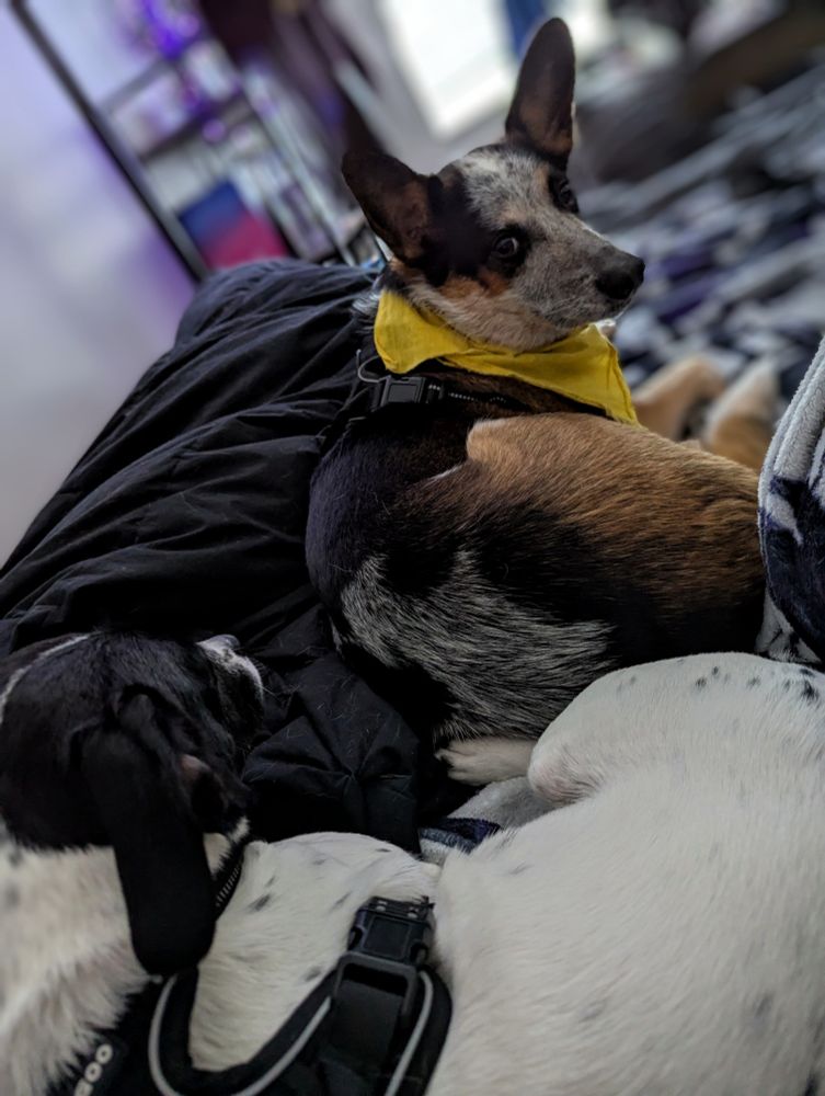 
A close-up shows two dogs resting on a bed. The dog in focus, positioned centrally and slightly to the right, is likely an Australian Cattle Dog or a mix, showcasing a mottled grey and white coat with tan and black patches. It wears a yellow bandana. To its left, another dog with black and white spotted fur is partially visible, its head resting near the first dog. Both appear relaxed on dark and patterned bedding.
