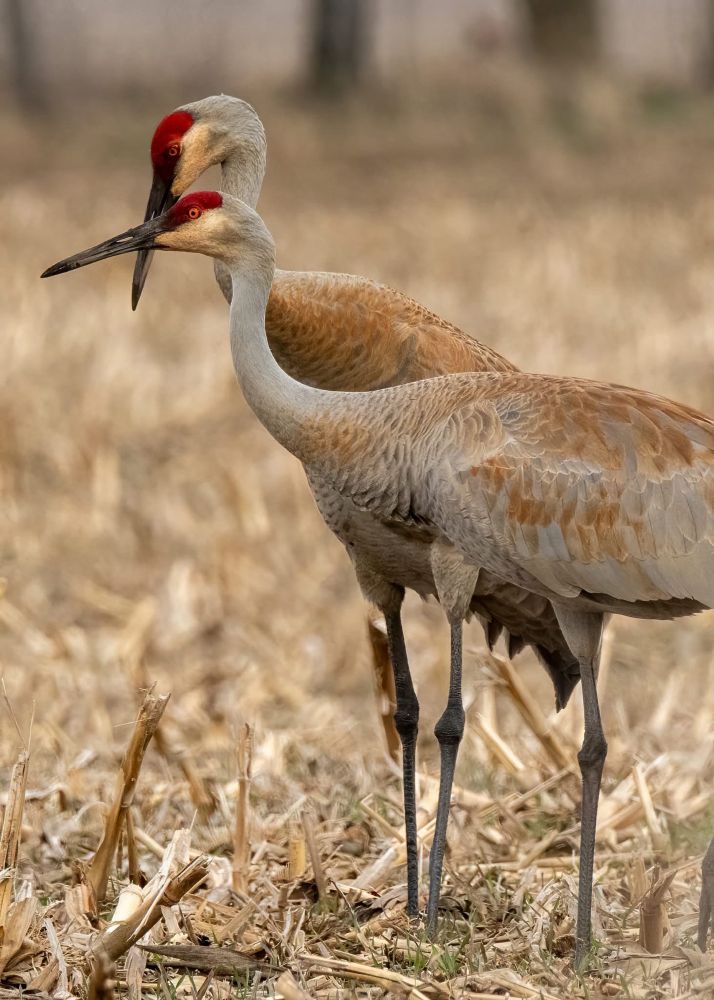 Sandhill cranes