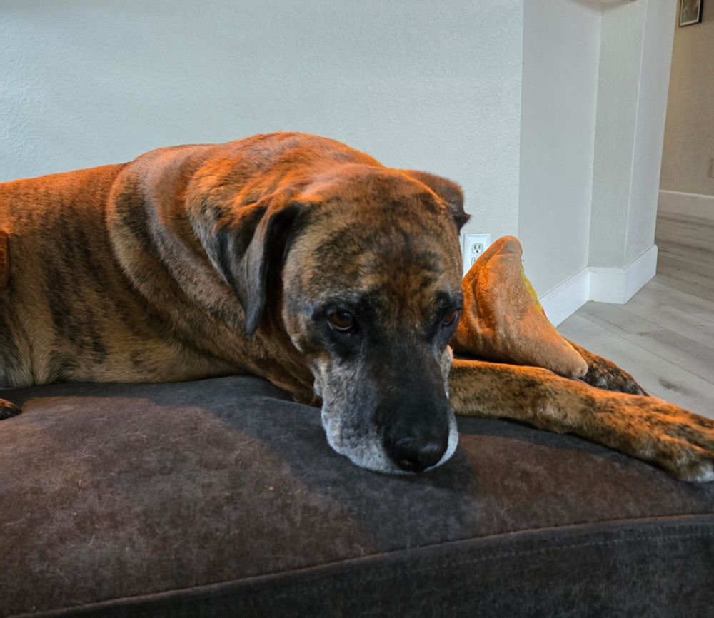 Chance the dog on an ottoman with his chewy toy.