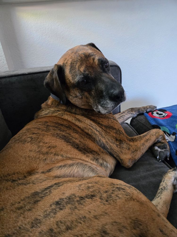 Dog giving camera the skeptical side eye.