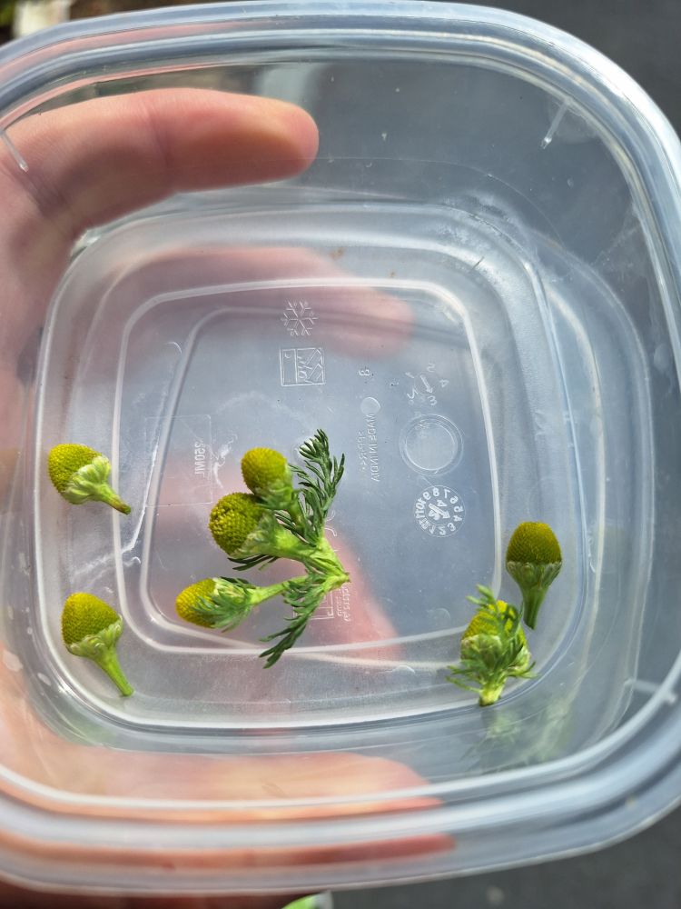 Seven wild chamomile heads in a plastic container