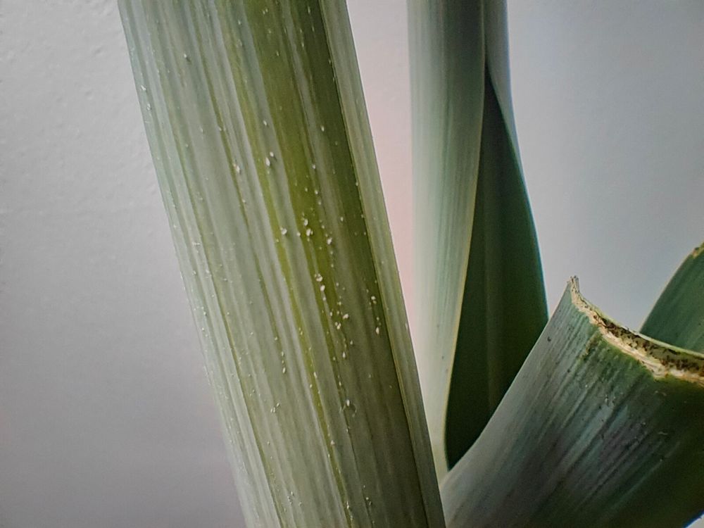 aphid on leek