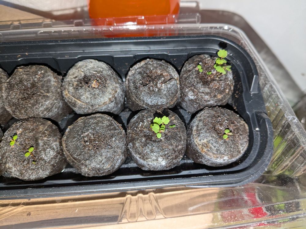 Strawberry sprouts in a seedling tray 