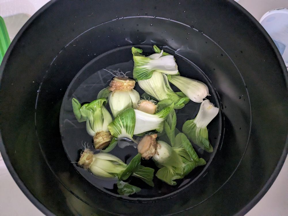 Bok Choy sprouts soaking in a bucket 