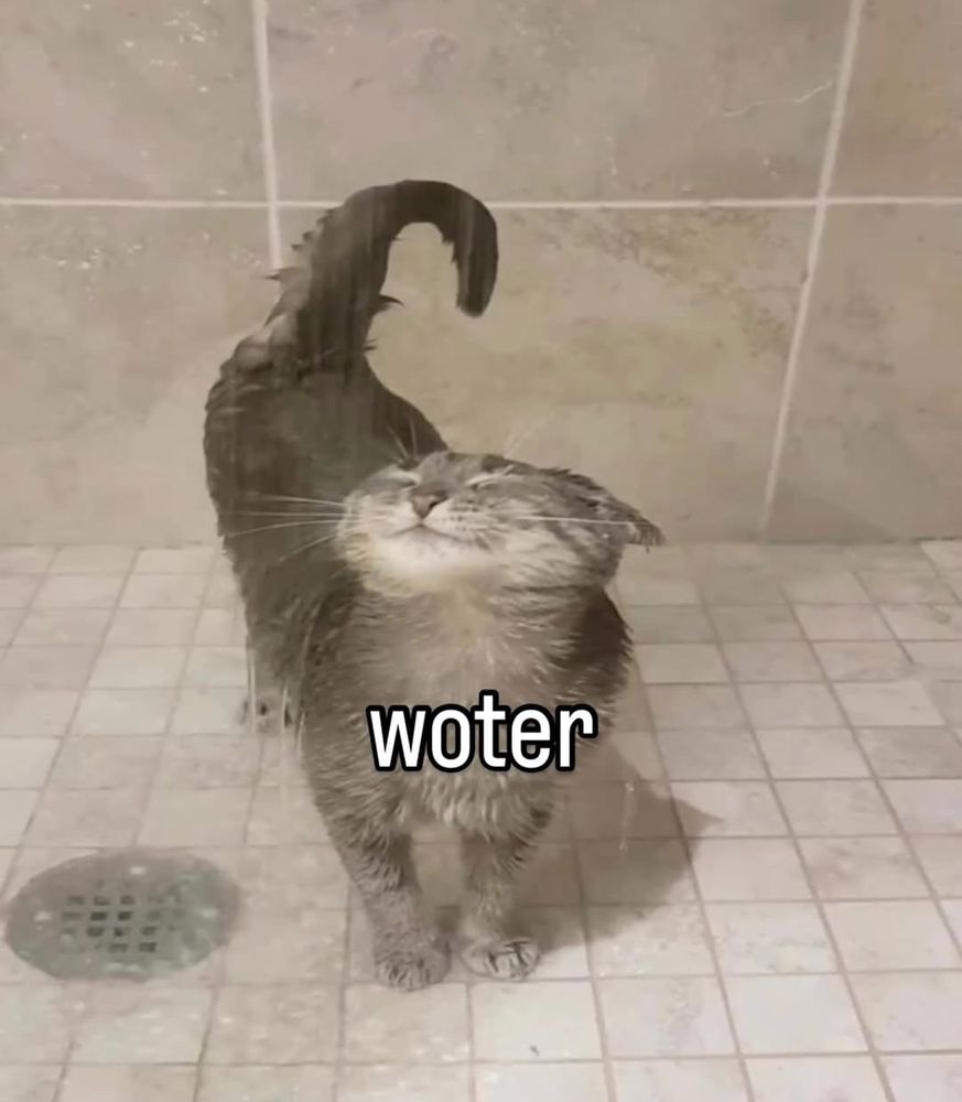 cat in shower with text "woter" atop