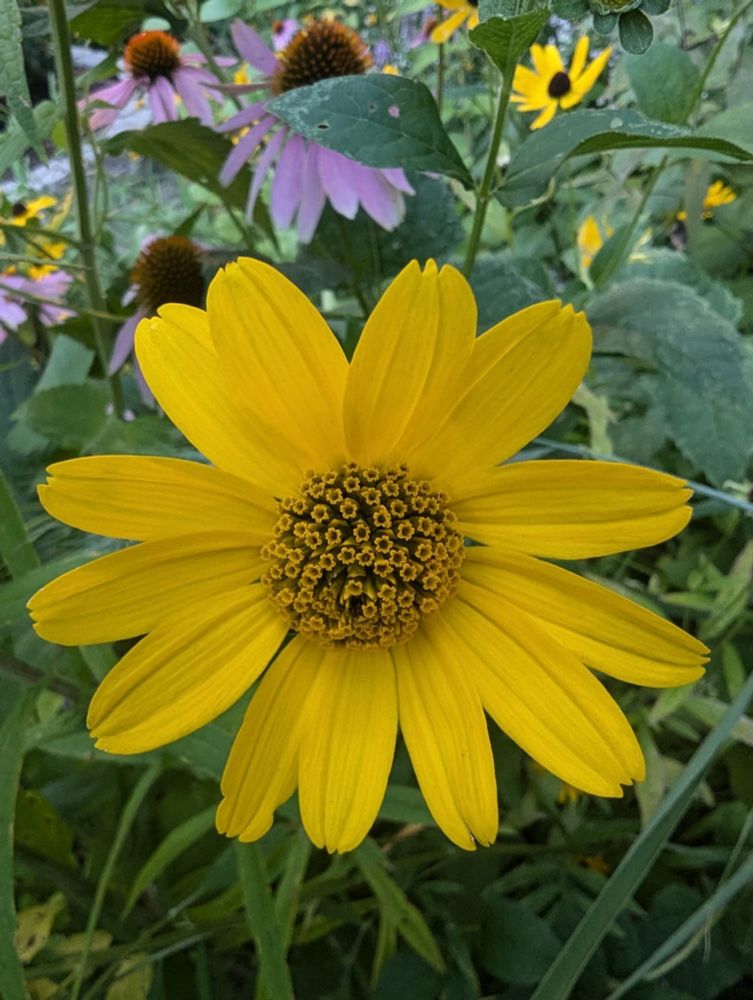Picture of a small sunflower with a bunch of even smaller flowers at the center.