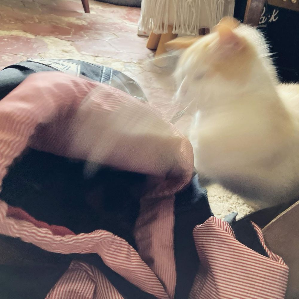Maneki fout une grosse beigne au sac avec Ziggy dedans.