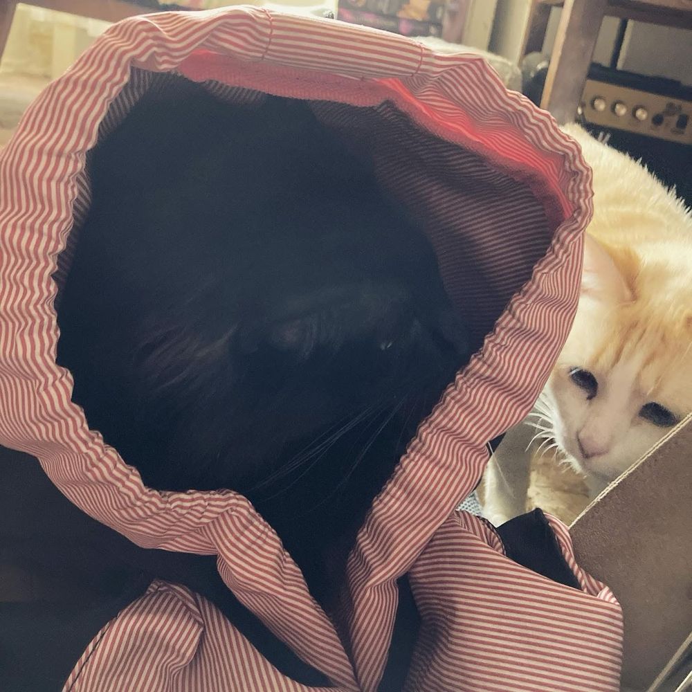Ziggy, dans le sac, est tourné en direction de Maneki, qu'il a flairée. Cette dernière s'est approchée du sac. Seule la paroi de celui-ci les séparent.