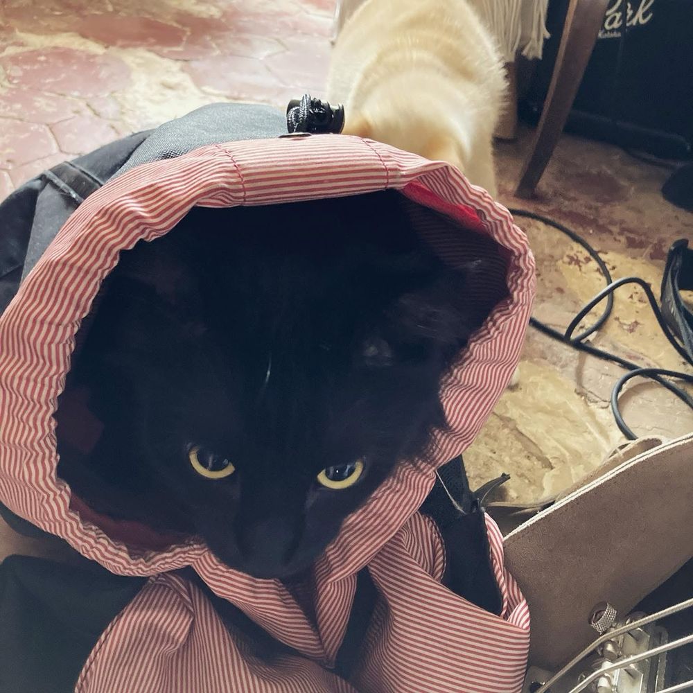 Mon chat Ziggy (il est massif, noir et fluffy) se tient logé dans un sac à dos. En arrière-plan on aperçoit Maneki (mon autre chat, couleur crème et beaucoup plus petite)