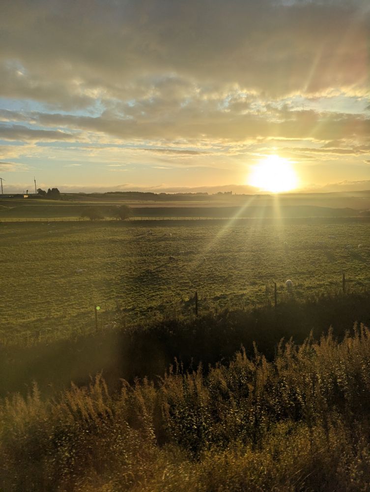 The sun rising over fields, rays of light, a sheep grazing in the foreground 