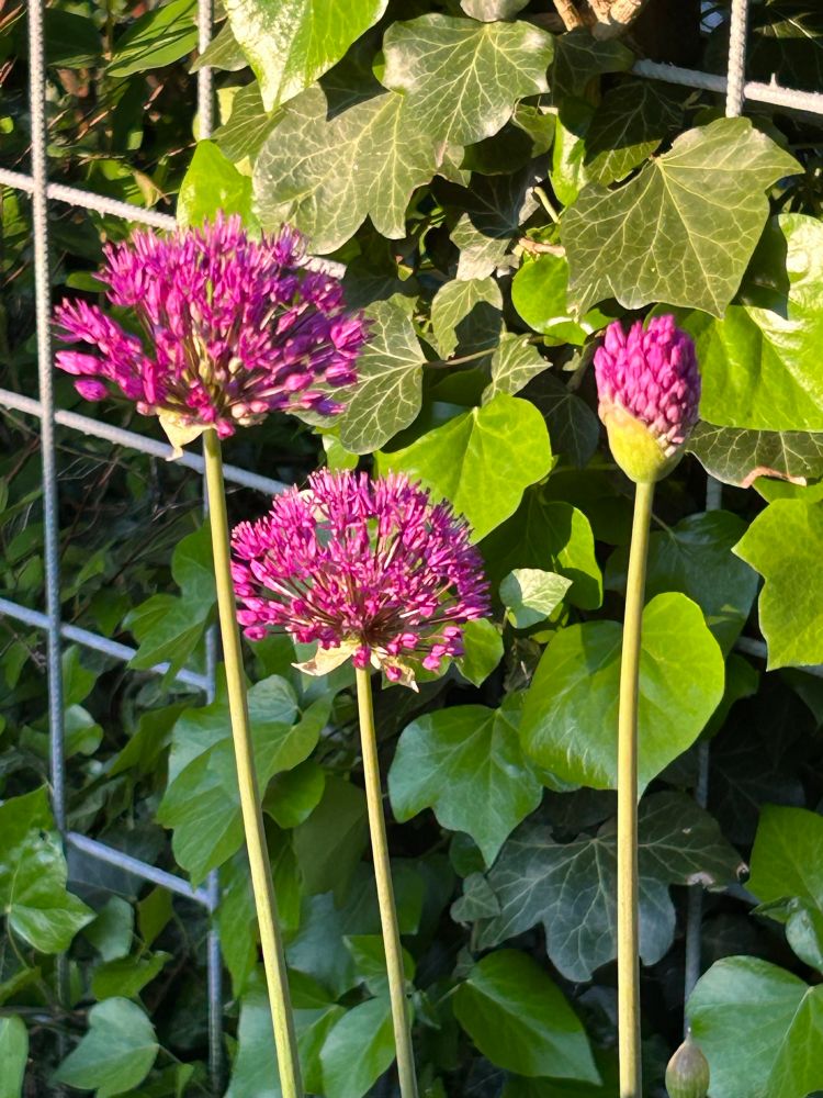 Morning sun on purple allium