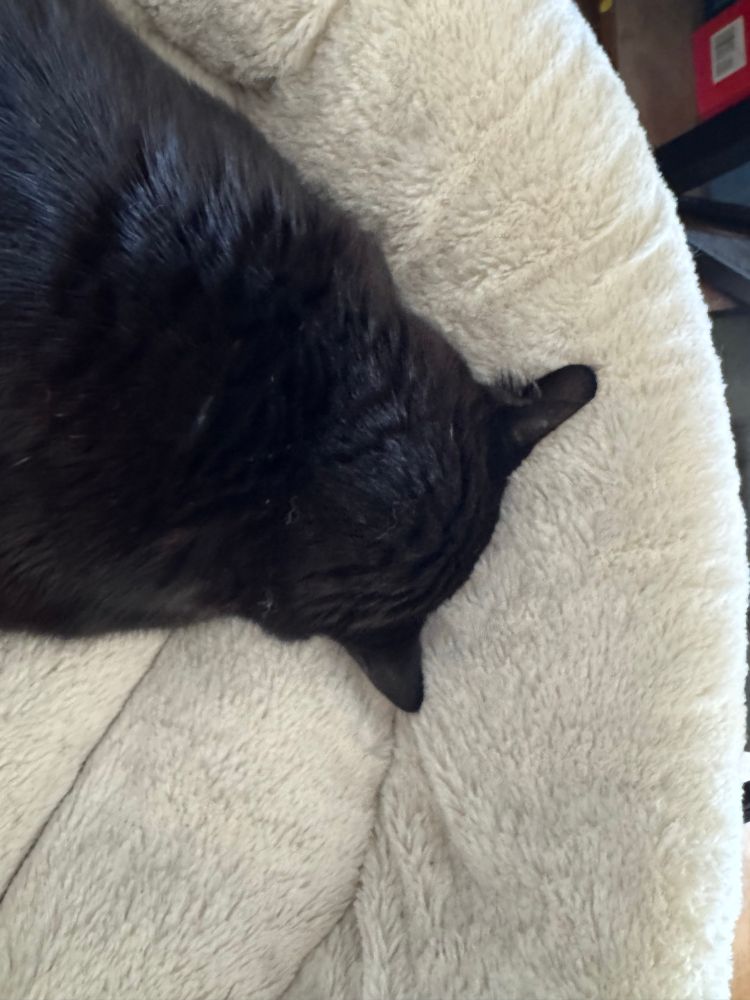 A black cat completely face planting in his small cat bed. He is asleep.