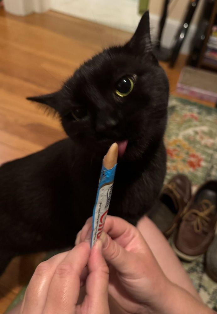 A cute black cat licking a frozen cat treat.