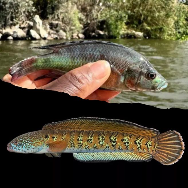 A photograph of one greeny fish being held up next to river and a photo of a different greeny fish against a black background.