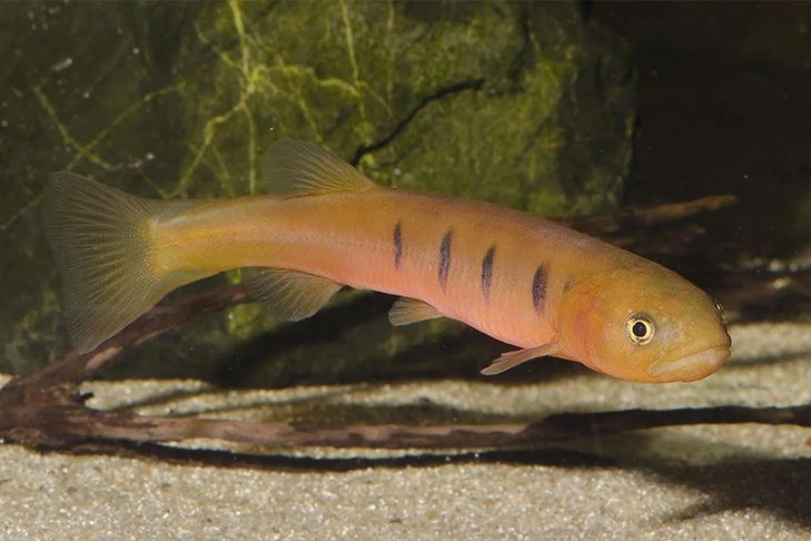 The barred galaxias, a small long orange fish, underwater.