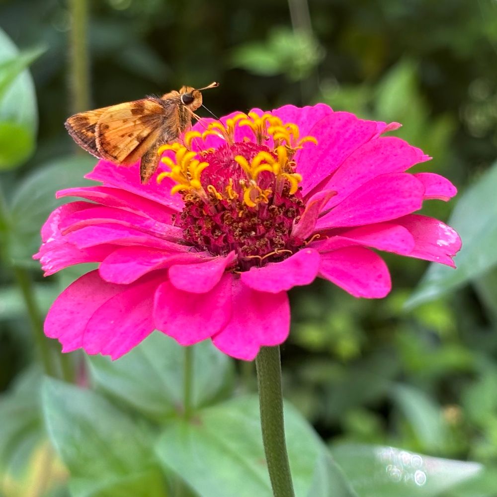 A Zabulon Skipper butterfly takes a sip from a pink zinnia. 