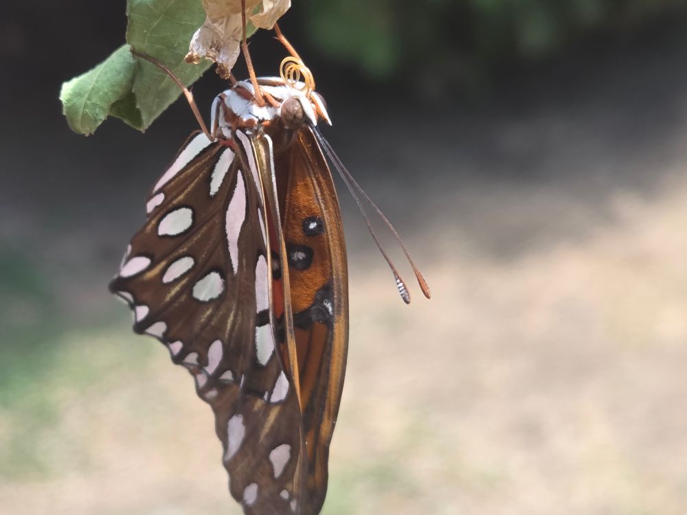Photograph of a newly hatched butterfly.