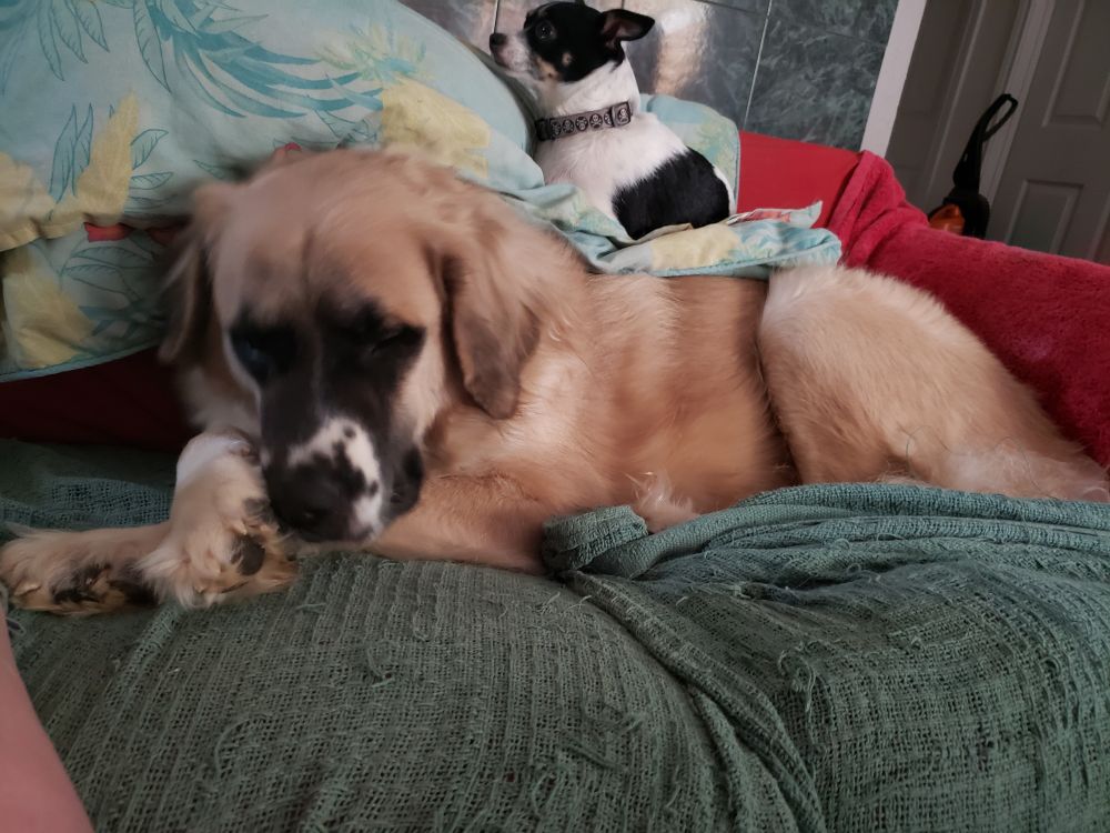 Photograph of my small dog Paco laying on my big dog Sampson 