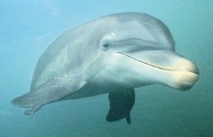 HONOLULU–In an announcement with grave implications for the primacy of the species of man, marine biologists at the Hawaii Oceanographic Institute reported Monday that dolphins, or family Delphinidae,...