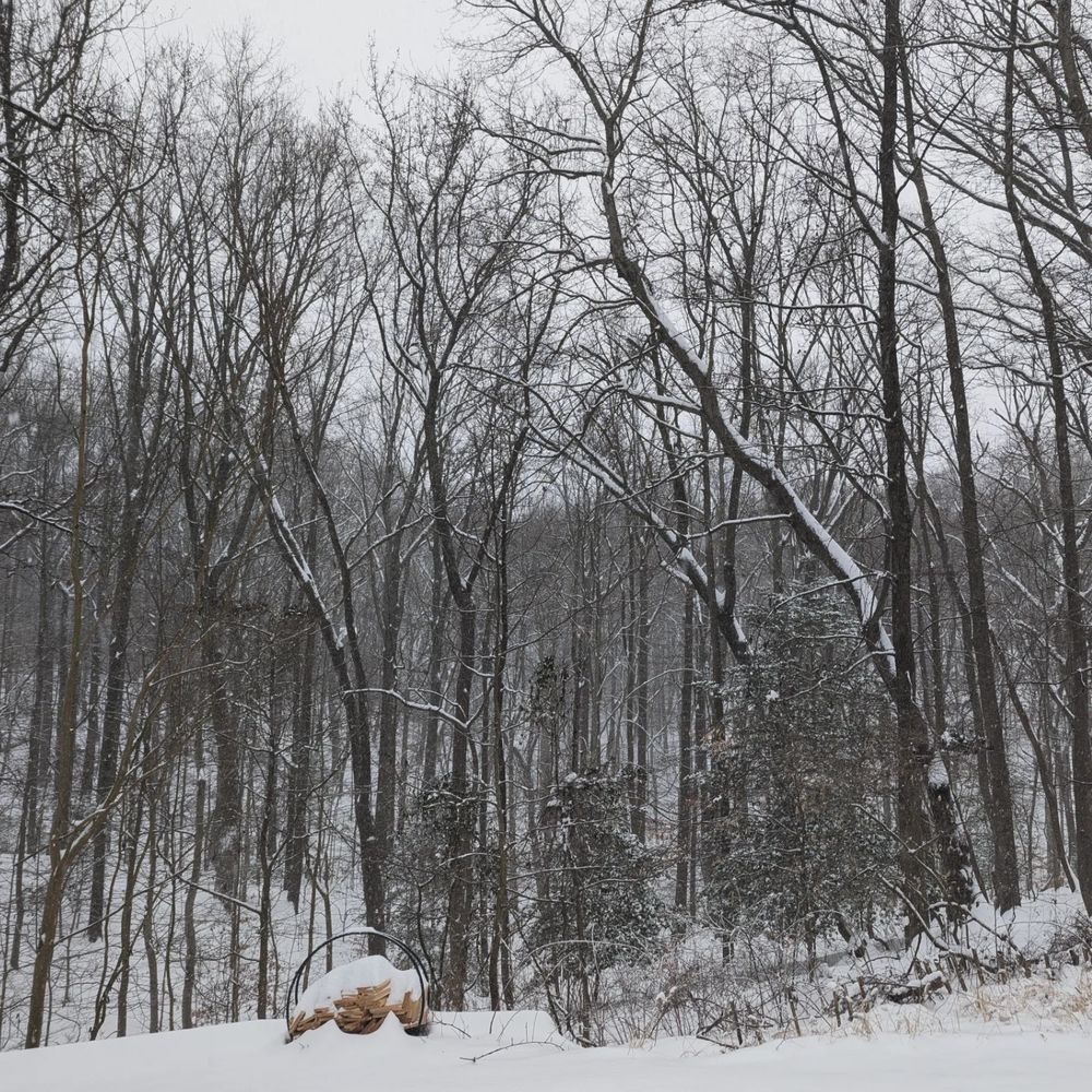 A small forest, covered in snow. A small firewood ring in the foreground, filled with boards split by a young black belt.