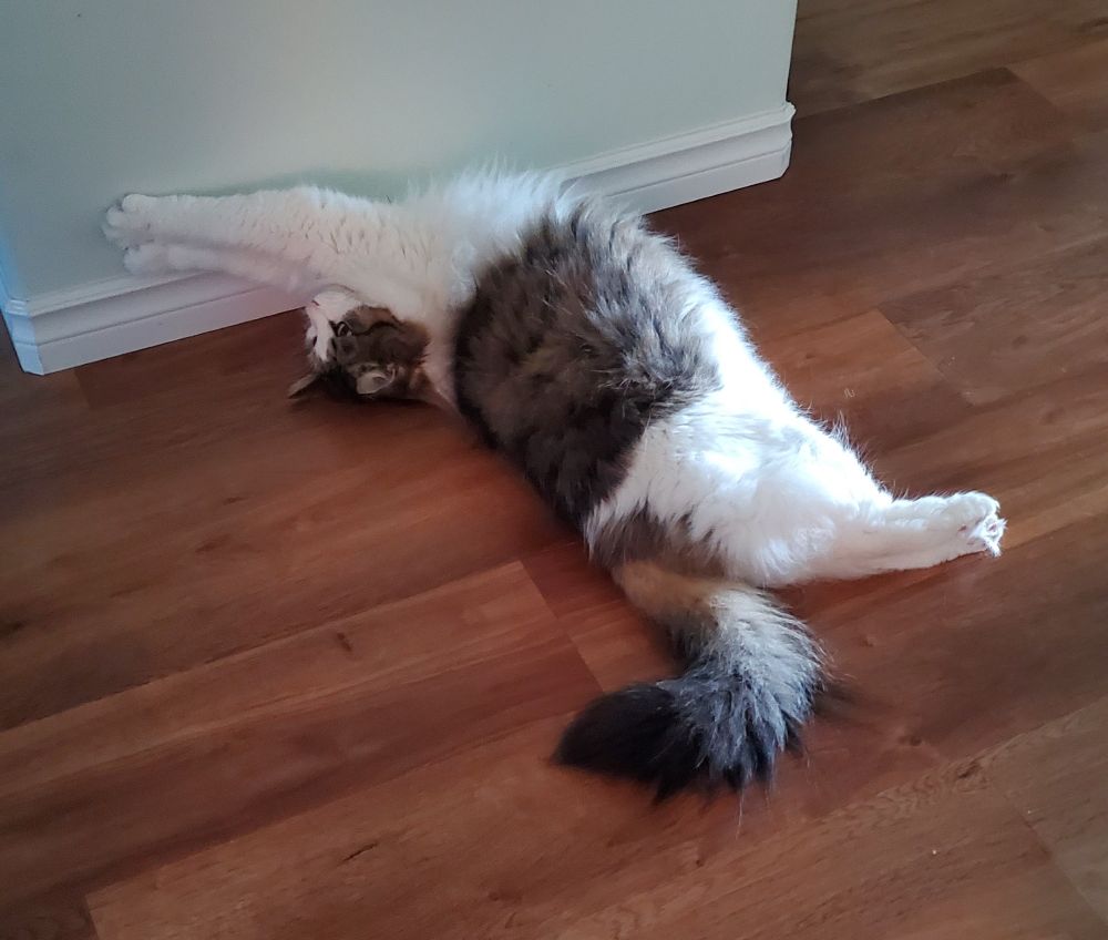 A very handsome male tabby cat stretches on the floor, with his paws pressing against a wall