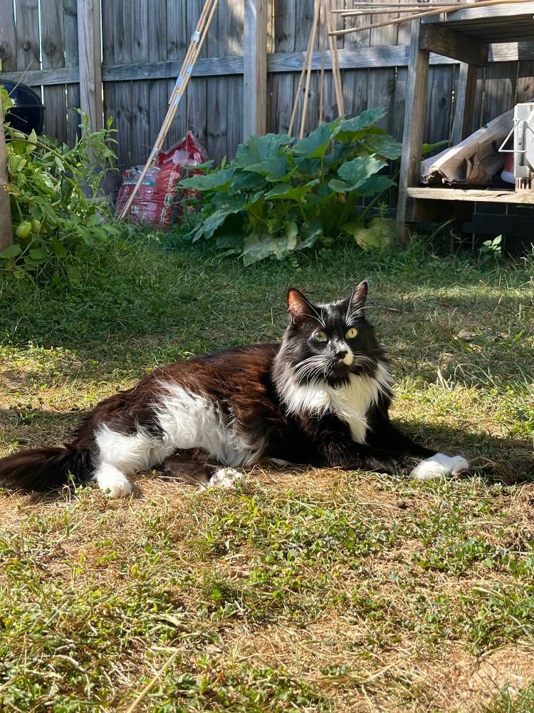 A tuxedo cat lounges in the grass of a backyard garden 