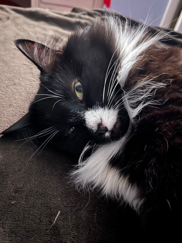 A long haired tuxedo cat lays on her side and looks at the camera with a big yellow-green eye. She has a white spot around her black nose and white whiskers. 