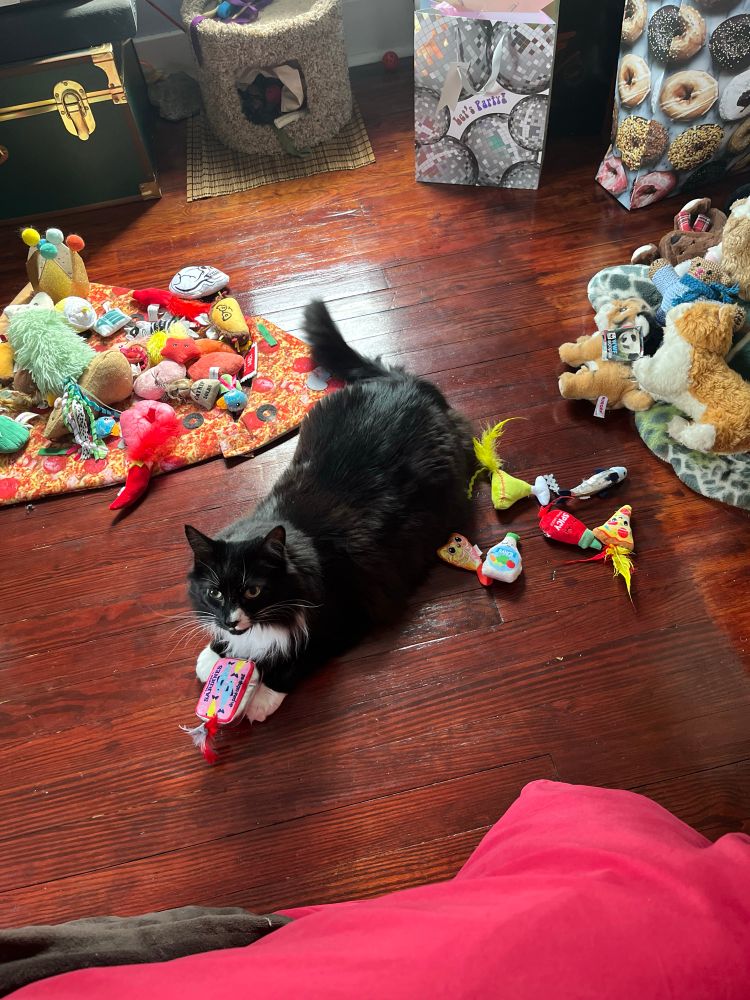 A fluffy tuxedo cat in a pile of colorful cat toys on a reddish wood floor, she grasps a cat toy that is a stuffed animal tin of sardines with a couple colorful feathers sticking out.