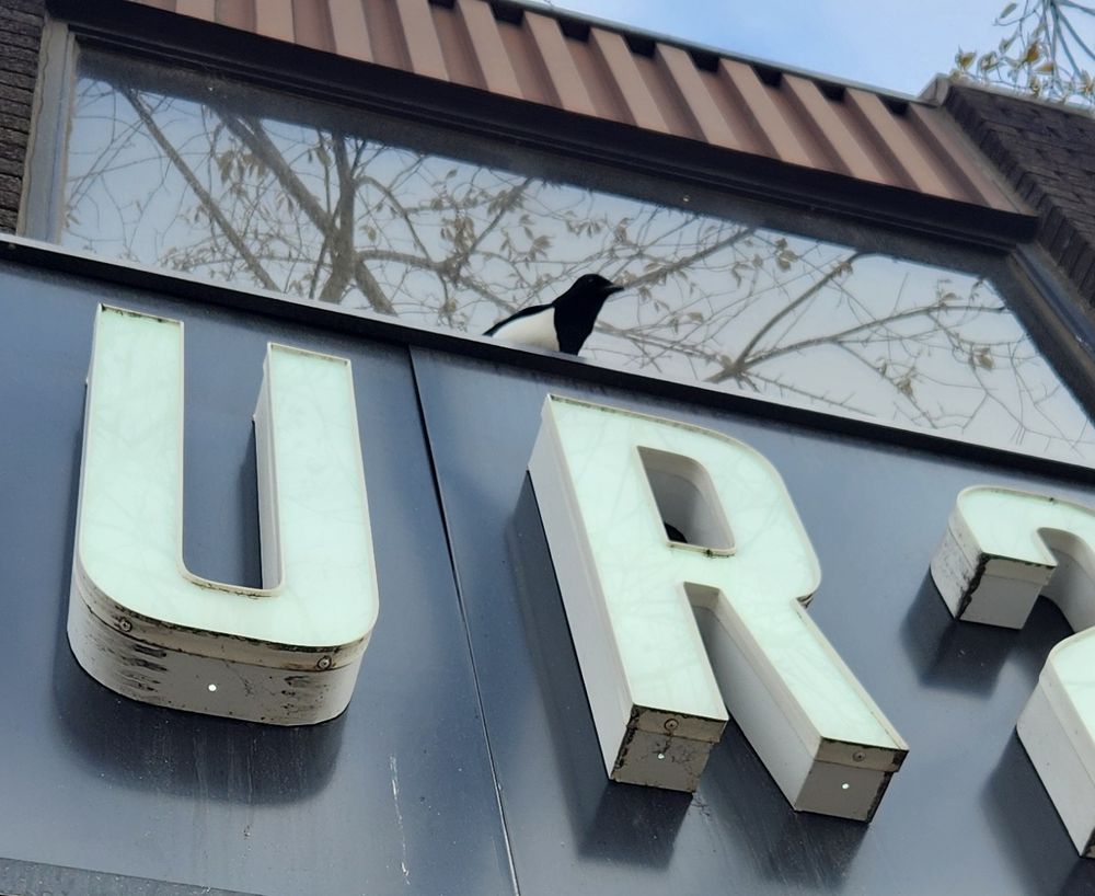 Magpie perched on the roof of an Edmonton business. Behind it, branches are reflected in a glass window.