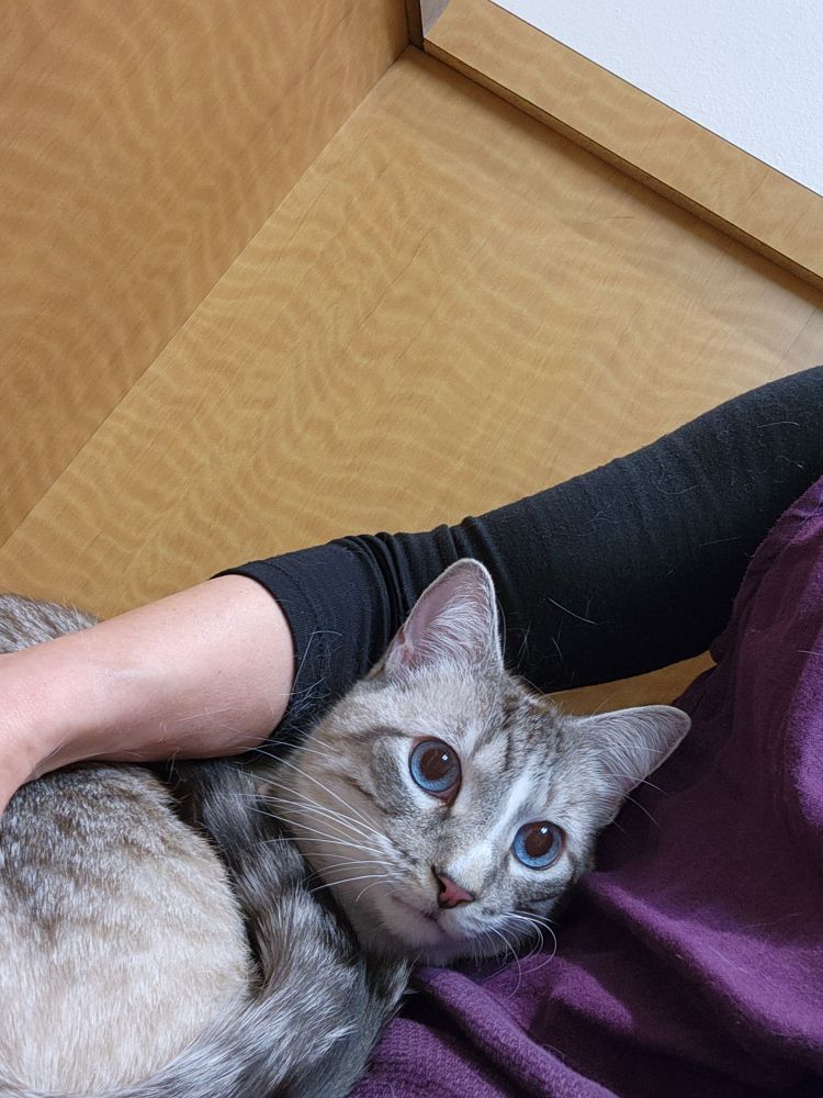 Nervous lynx-point kitty with large blue eyes curled in the arm of a white woman wearing a purple and black outfit