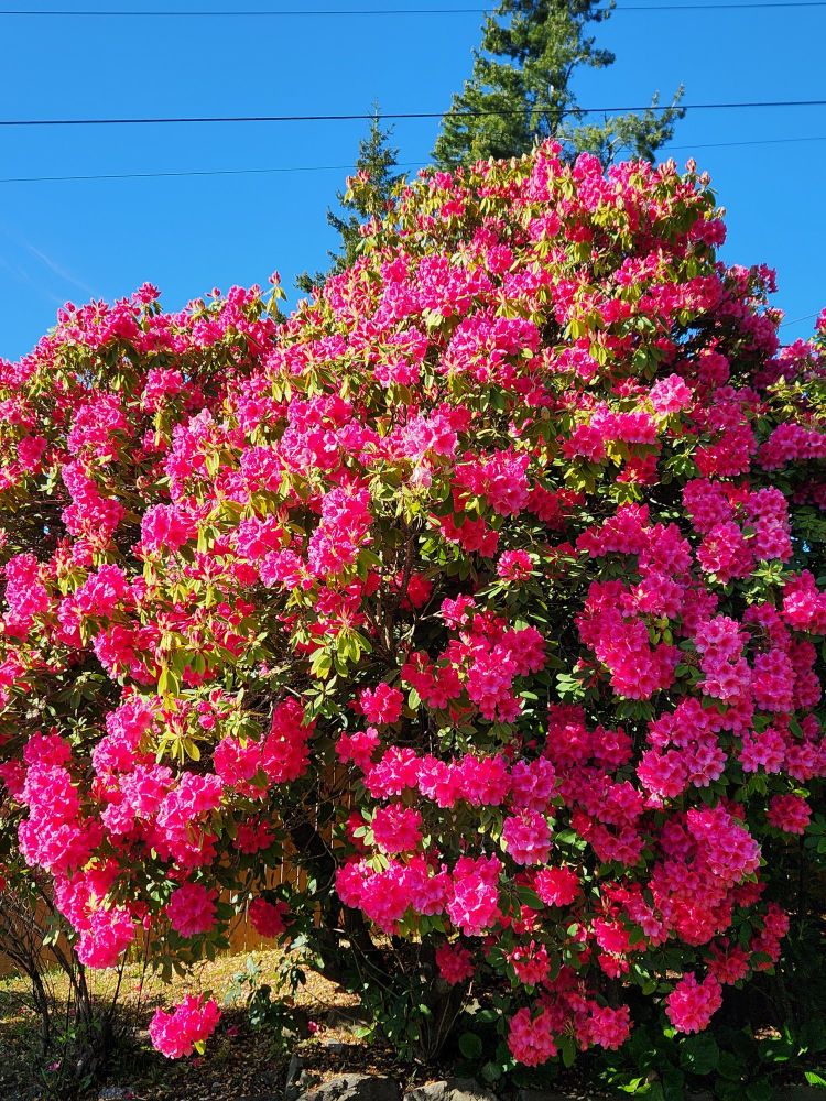 Enormous rhododendron covered in bright pink flowers against a blue sky. Just above it are power lines and the top of a pine tree.