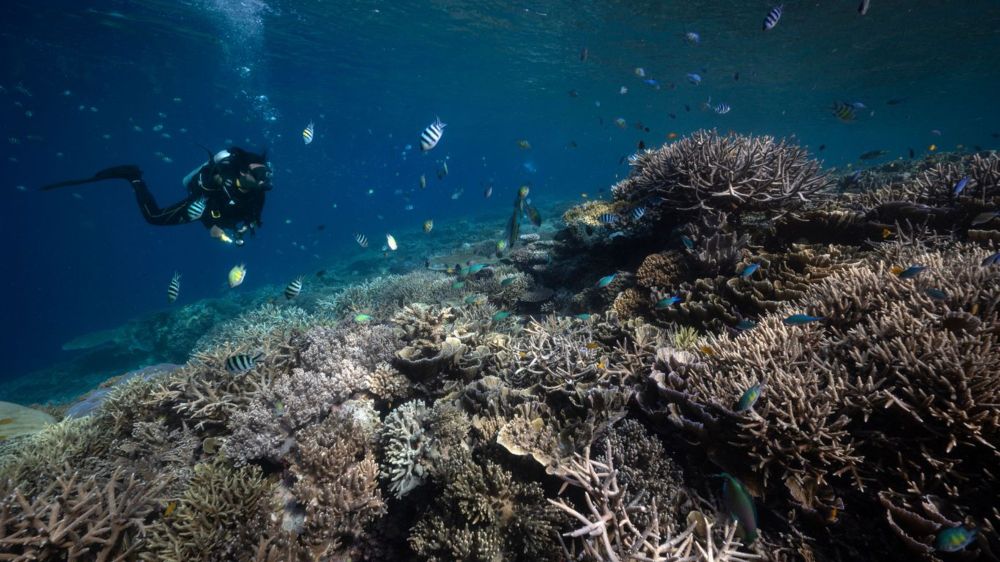 Latest global coral bleaching event is a warning about warming oceans