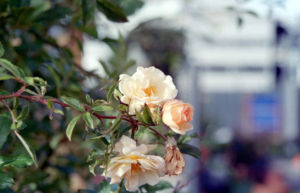 Orange-Weiße Rosenblüten im Herbst.
