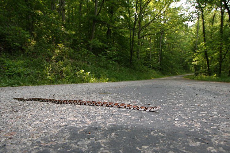 A milksnake sits atop a road in a wooded area in this 'borrowed' photo.