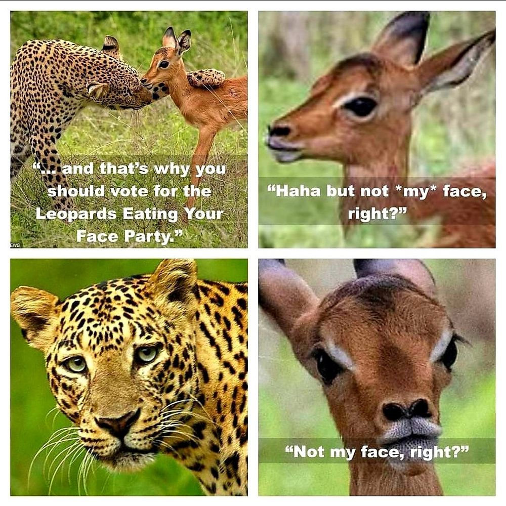 Leopard eating your face vote meme